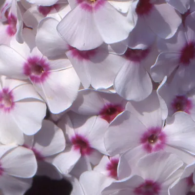 Phlox paniculata GRAF ZEPPELIN - plamenka latnatá, flox - Lukon Glads s.r.o.