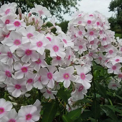 PHLOX 'Graf Zeppelin' (Paniculata Group) - pépinières Lepage Bretagne Bord  de mer