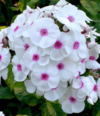 Флокс метельчатый Граф Цеппелин - Phlox paniculata Graf Zeppelin - фото -  выращивание и уход, посадка, размножение, болезни и вредители, описание -  🌷 Мои цветы