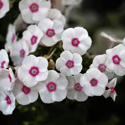 Hohe Garten-Flammenblume 'Graf Zeppelin', Phlox paniculata 'Graf Zeppelin'