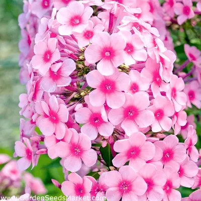 Phlox 'Graf Zeppelin' | Vente Plantes Vivaces | Pépinières Naudet