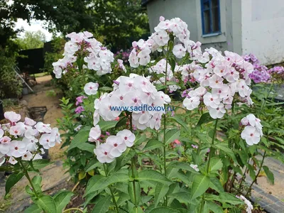 Phlox Perennial Garden - Free photo on Pixabay - Pixabay