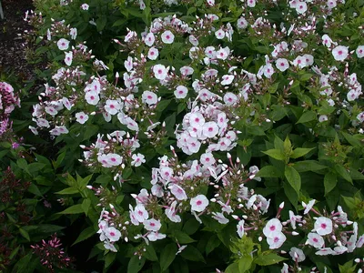 Blauetikett Phlox paniculata \"Graf Zeppelin\" Hoher Sommer-Phlox