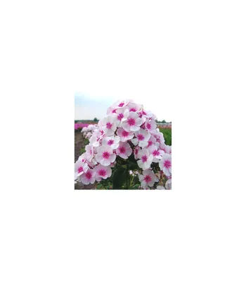 Флокс - Neon Flare - Phlox – Garden Seeds Market | Бесплатная доставка