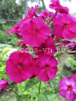 Phlox paniculata 'Graf Zeppelin' - Staudengärtnerei Kirschenlohr |  Onlineshop für Stauden