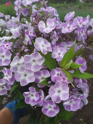 Флокс метельчатый 'Катерина'. (Phlox paniculata 'Katherine') С2 купить в  интернет-магазине ЦВІТСАД с доставкой по Украине