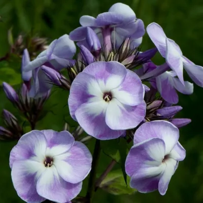 Флокс 'Катя' / Phlox 'Katja'