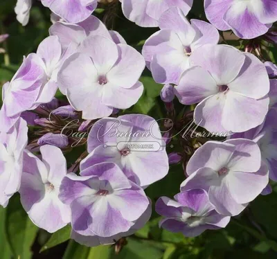 Флокс метельчатый 'Катерина'. (Phlox paniculata 'Katherine') С2 купить в  интернет-магазине ЦВІТСАД с доставкой по Украине