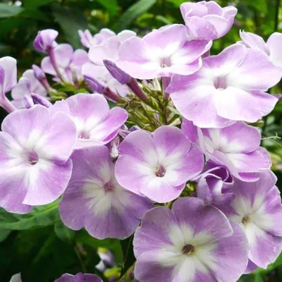 Флокс метельчатый Катерина (Phlox paniculata Katherine) купить в Москве по  низкой цене из питомника, доставка почтой по всей России | Интернет-магазин  Подворье