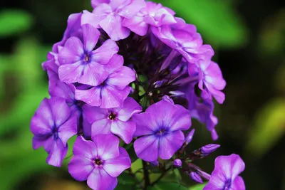 Флокс 'Катя' / Phlox 'Katja'