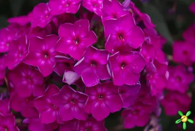 Флокс 'Катя' / Phlox 'Katja'