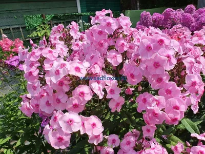 Флокс метельчатый/Phlox paniculata - Флокс/Phlox - Садовый центр ЛЕТО