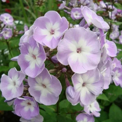 Флокс метельчатый Блу Парадайз (Phlox paniculata Blue Paradise) С1,5 —  Питомник Летний сад