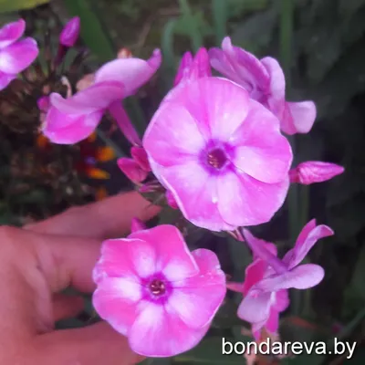 Флокс метельчатый Катерина (phlox paniculata) 🌿 Катерина обзор: как  сажать, рассада флокса Катерина - YouTube