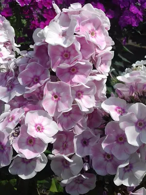 Флокс метельчатый Кокетка (Phlox paniculata Кокетка) купить в Москве по  низкой цене из питомника, доставка почтой по всей России | Интернет-магазин  Подворье