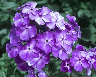 Флокс метельчатый 'Катерина'. (Phlox paniculata 'Katherine') С2 купить в  интернет-магазине ЦВІТСАД с доставкой по Украине