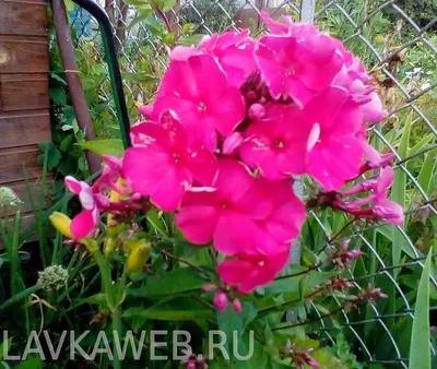 Флокс метельчатый (Phlox paniculata `Tenor`) - Флокс метельчатый-Флокс -  Многолетники - Каталог - LESKOVO-PITOMNIK.ru