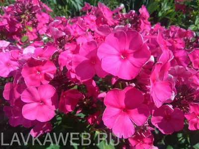 Флокс метельчатый (Phlox paniculata `Tenor`) - Флокс метельчатый-Флокс -  Многолетники - Каталог - LESKOVO-PITOMNIK.ru