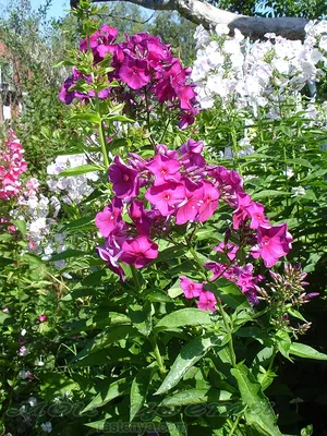 Флокс метельчатый Тенор - Phlox paniculata Tenor - фото - выращивание и  уход, посадка, размножение, болезни и вредители, описание - 🌷 Мои цветы