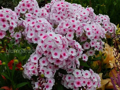 Флокс Румяный купить, фото, цена ⋆ интернет магазин blumgarden.ru