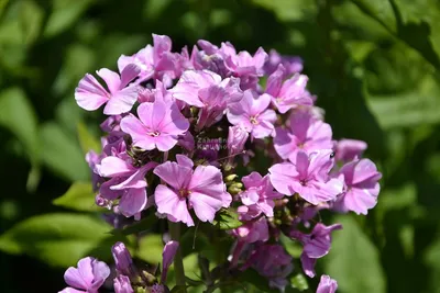 Floks 'Zenobia' (Phlox paniculata) - Bilscy.info