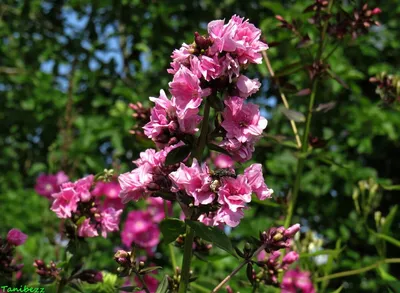 Floks wiechowaty 'Zenobia' - Phlox paniculata 'Zenobia' byliny24