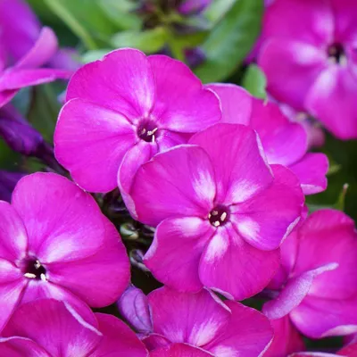 PHLOX paniculata 'Zenobia' - Pépinière de la Roche St Louis