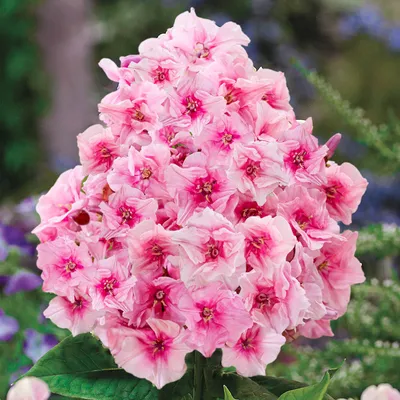 Buy Zenobia Phlox Online | Phlox Plants for Sale | Breck's