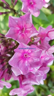 Phlox paniculata 'Zenobia' aed-leeklill - Kaevandi lillepood