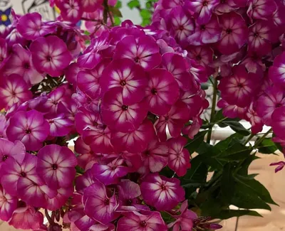 Cottage Garden Phlox Tree Collection | Shop Online | Breck's