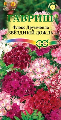 Флокс звездный дождь - самый красивый вид в png формате