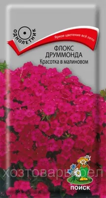 Флокс звездный дождь: изображения для использования в качестве обоев