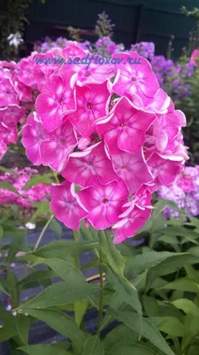 Флоксы — выносливые цветы из бабушкиного сада / Статья