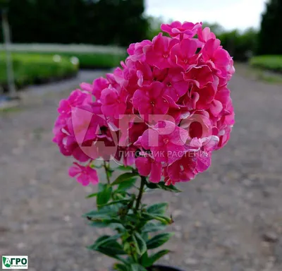Купить флокс Каменный Цветок в интернет-магазине Анны Калугиной. Фото,  описание и цена.