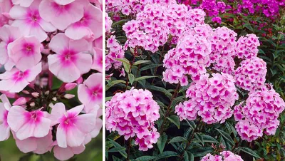 Какие сорта флоксов цветут пышно и долго | НПО «Сады России» — когда сад в  удовольствие! | Дзен