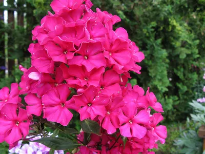 Какие сорта флоксов пышно цветут и не вымерзают зимой | НПО «Сады России» —  когда сад в удовольствие! | Дзен