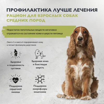 У моей собаки экзема! | Dog Lover | Дзен