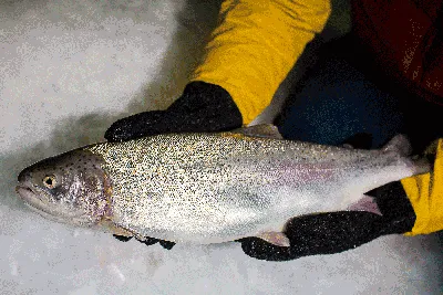 🐟Также как и семга, форель радужная относится к лососю. Обитая в пресной  воде цвет ее мяса остаётся более светлым, слегка… | Instagram