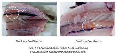 Каротиноидные пигменты для окрашивания мышц и икры радужной форели - Товары  для рыбоводов Украина