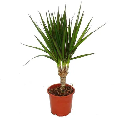 Драцена голден коаст (Dracaena Fragrans Golden Coast) | Клумба - интернет  магазин цветов в Туле