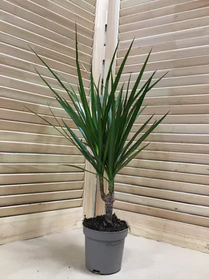 Dracena palm - how to branch - YouTube