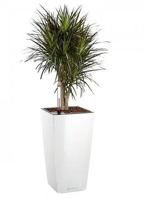 Купить Искусственное растение Драцена Рефлекса Ямайка, высота 145 см, для  напольного кашпо с доставкой