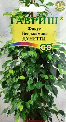 Купить Фикус бенжамина Колумнар штамбовый за 14 580 руб в Москве и МО