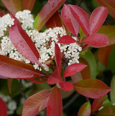 Фотиния (Photinia fraseri 'Red Robin') Купить в Симферополе | Садовый центр  Фрея, Крым