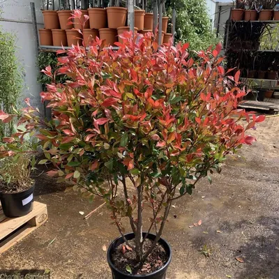 Фотиния Фразера Ред Робин (Photinia fraseri Red Robin) 5л - Сочинский  питомник декоративных растений