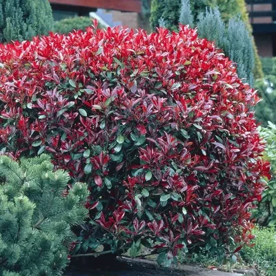 Род Фотиния (Photinia) состоит примерно из 40 видов, листопадных или  вечнозеленых кустарников и деревьев. Листья очередные, часто кожистые на  ощупь. У листопадных видов осенью листва приобретает красную расцветку. -  Экзотик Флора