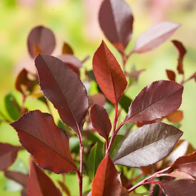 Фотиния Фрезера Робуста Компакта шар 80/100 Photinia fraseri Robusta  Compacta palla 55л (И) — цена в LETTO