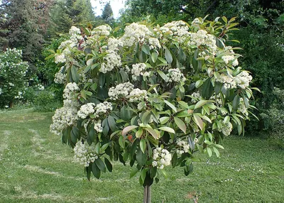 Фотиния “Червен робин” / Photinia “Red Robin” Различни Височини Жив Плет  Бургас