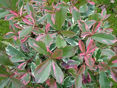 Фотиния на стебло Photinia fraseri 'Red Robin' stam |