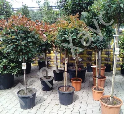 Photinia x fraseri 'Red Robin', Фотиния Фрезера 'Ред Робин'|landshaft.info